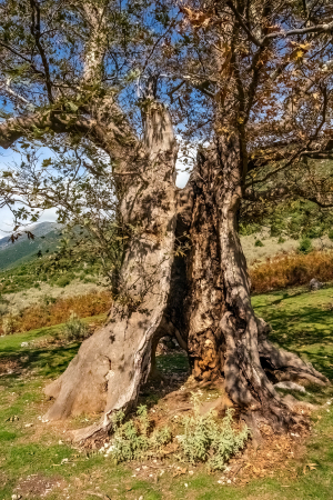 Acheron Gorge, Greece