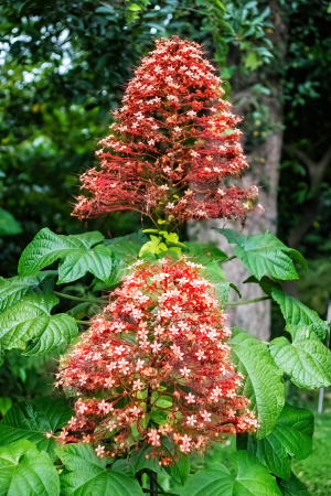 Botanical Garden, Taipei, Taiwan