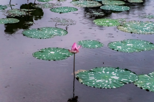 Botanical Garden, Taipei, Taiwan