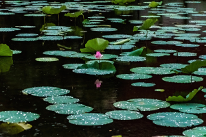 Botanical Garden, Taipei, Taiwan