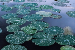 Botanical Garden, Taipei, Taiwan