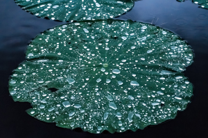 Botanical Garden, Taipei, Taiwan