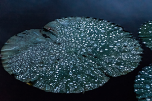 Botanical Garden, Taipei, Taiwan