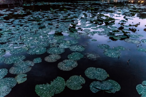 Botanical Garden, Taipei, Taiwan