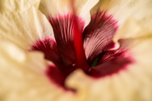 Hibiscus macro