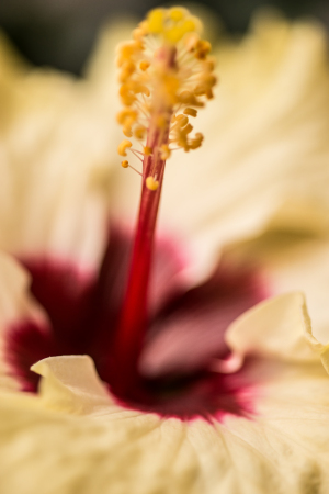 Hibiscus macro