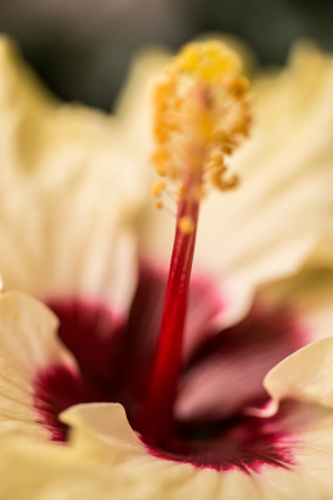 Hibiscus macro