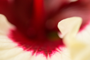 Hibiscus macro