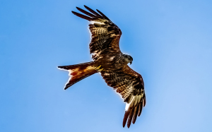 Red Kite