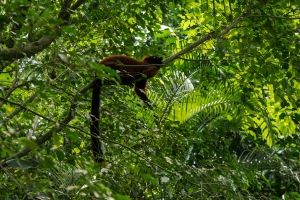 Zurich, Masoala rainforest