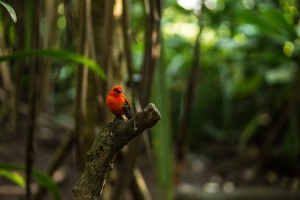 Zurich, Masoala rainforest