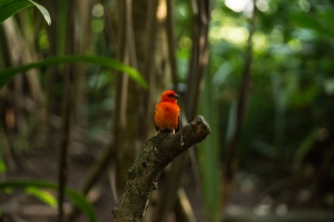 Zurich, Masoala rainforest