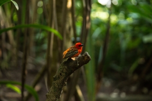 Zurich, Masoala rainforest