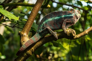 Zurich, Masoala rainforest