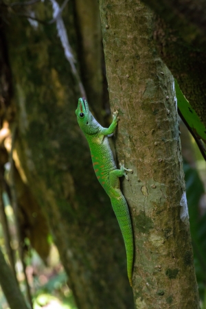 Zurich, Masoala rainforest