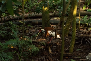 Zurich, Masoala rainforest