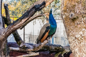 Zurich zoo