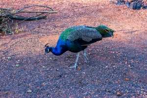 Zurich zoo