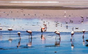 Flamingos at Laguna Colorada, Bolivia
