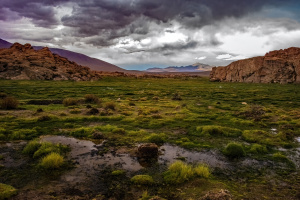 Bofedales, Altiplano, Bolivia