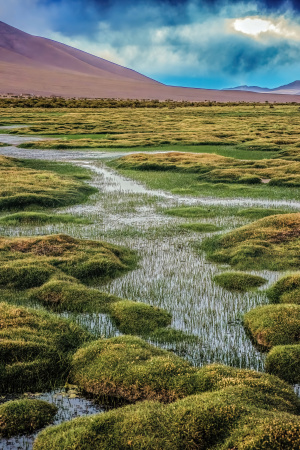 Bofedales, Altiplano, Bolivia
