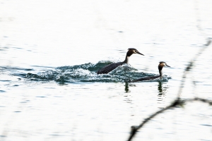 Grebe