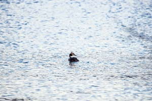 Grebe