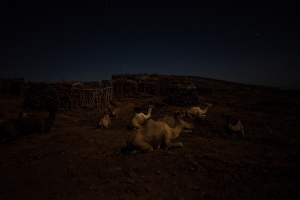 Camels in the night