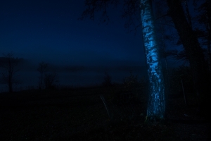 Tree in the night