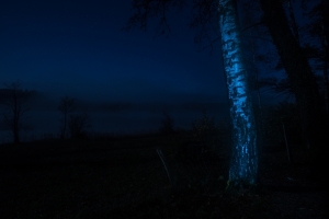 Tree in the night