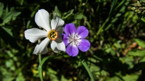 Wild Narcissus