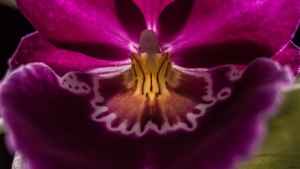 Orchid