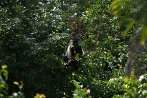 Colobus monkey