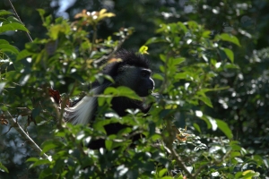 Colobus monkey