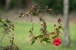 Hibiscus