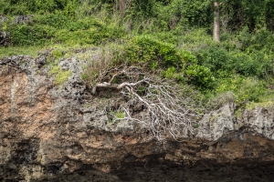 Limestone coastline