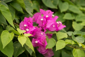 Bougainvillea