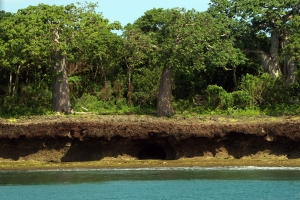 Limestone coastline with baobabs