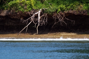 Limestone coastline