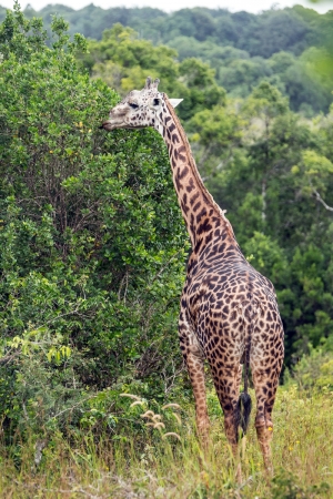 Giraffe