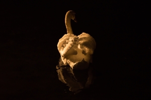 Swan at night