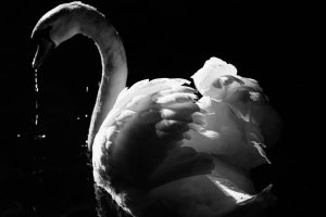 Swan at night