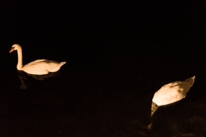 Swans at night