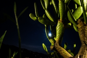 Cactus in moonshine