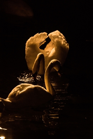 Swan at night