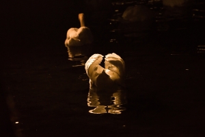 Swans at night