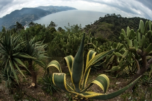 Ligurian coastline