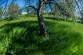 Apple tree in spring