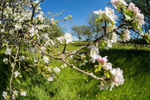 Apple tree blooming