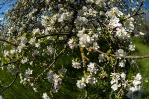 Apple tree blooming